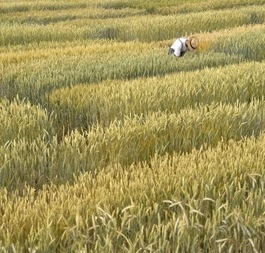 Essais comparatifs en Suisse