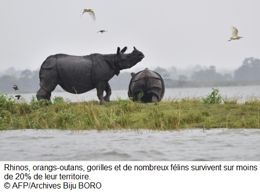 Anéantissement des espèces sauvages