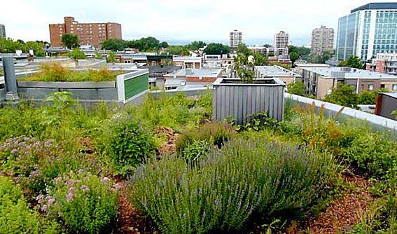 Potager sur les toits